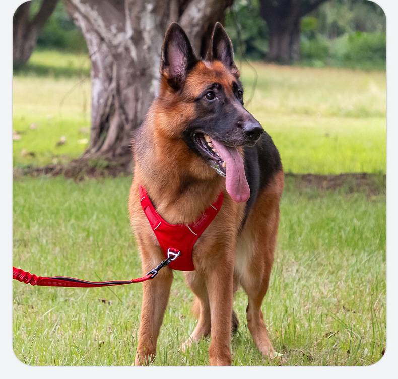 No Pull Dog Harness