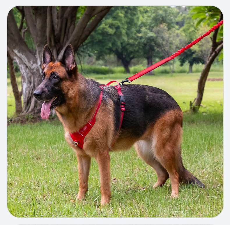 No Pull Dog Harness
