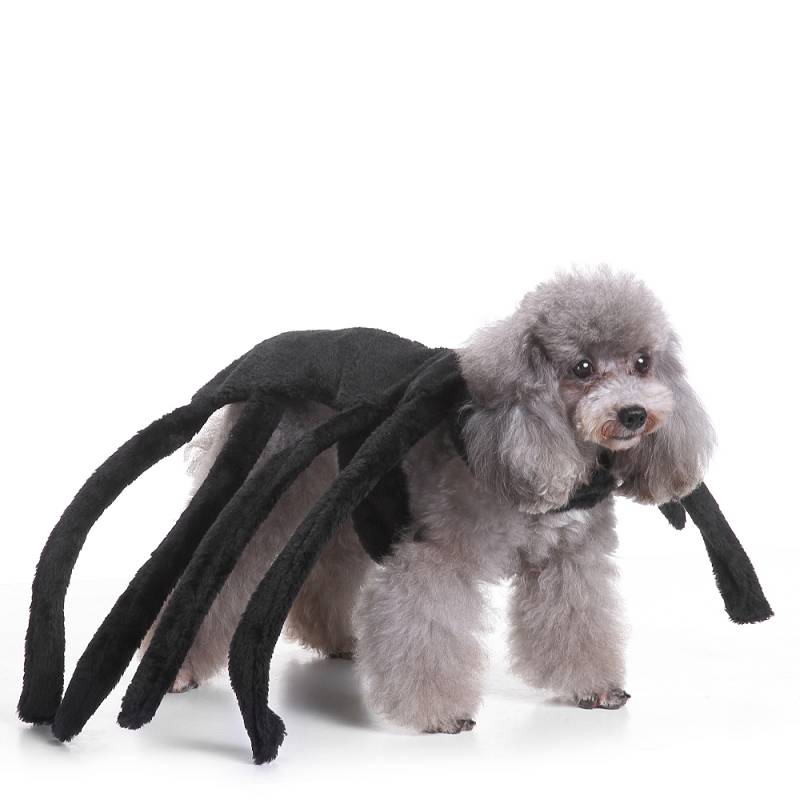 pet costumes